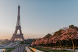 © Liliia - eiffel tower in paris pimk tree spring 2020 quarantine covid19