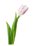 Fototapeta Tulipany - isolated single tulip bug on the white background