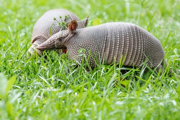 two armadilloes in the grass wildlife 