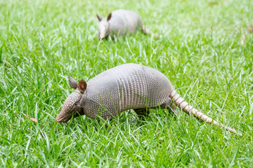 two armadilloes in the grass wildlife 