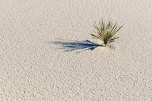 Isolated Yucca Plant
