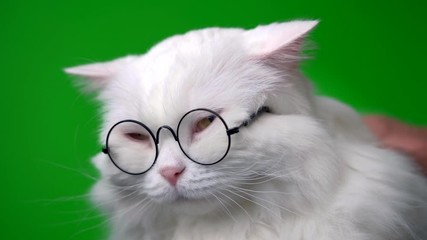 Wall Mural - Portrait of highland straight fluffy cat with long hair and round glasses. Fashion, style, cool animal concept. White pussycat is stroking on green background.