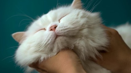 Wall Mural - Woman stroking adorable white fluffy cat isolated on blue background. Caresses domestic cute pet. Love, care, family concept.