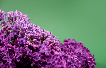 Wall Mural - Lilac flower frame stock images. Beautiful blooming lilac flower border stock images. Spring background concept. Spring purple flowers on a green background with copy space for text