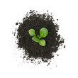 Green sprout grows on heap of black humus soil