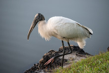 Portrait Of A Wood Stork Standing By A Body Of Water