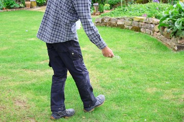 one man farmer is fertilizing the lawn soil. male hand of worker,  Fertilizer For Lawns in springtime for the perfect lawn. Organic lawn fertilizer in man's hand on garden background. 