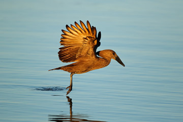 Poster - A hamerkop bird (Scopus umbretta) in flight over water, Kruger National Park, South Africa.