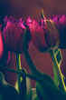 Tulpen in violett romantisch