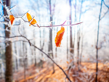 Frozen Autumn Leaves On The Beech Branch. Close Up View Of Frozen Oak Leaves Covered With Icicles. Beautiful Frozen Forest Landscape. Frosty Winter Brown Leaves. Winter Season In The Woods. 