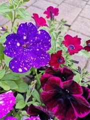 Wall Mural - Petunia Surfinia purple. Vibrant purple white and pink surfinia flowers or petunia. Petunia like night sky.