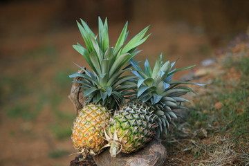 Wall Mural - Ripe pineapples isolated on outdoor