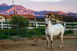 © Heather - An Arabian horse in a pen with mountains in the background at sunset