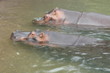 © Edward - two hippopotamus in water