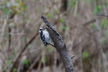 Downy Woodpecker Pecking At A Dead Tree In The Forest. 