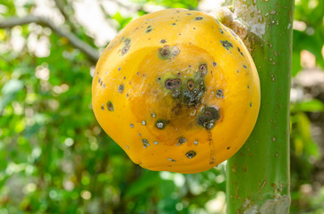 large rot spot on papaya attached to tree