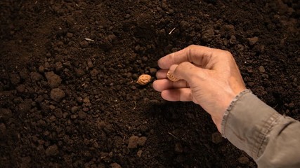 Poster - Farmer's hand planting seed in soil .