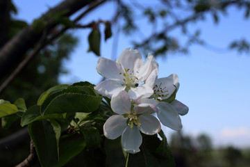 Canvas Print - Apple blossom