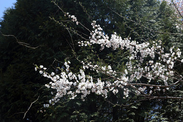 Canvas Print - Plum blossom