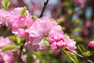 Sticker - Japanese cherry. Sakura