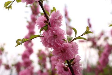 Sticker - Japanese cherry. Sakura