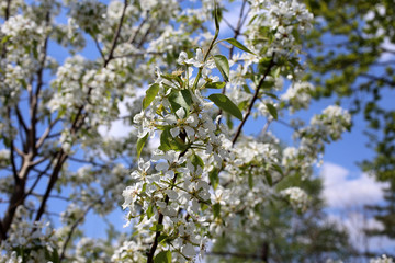 Wall Mural - Pear blossom