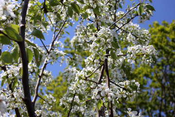 Wall Mural - Pear blossom