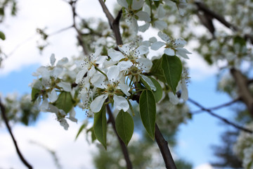 Canvas Print - Pear blossom