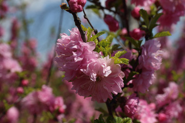 Sticker - Japanese cherry. Sakura