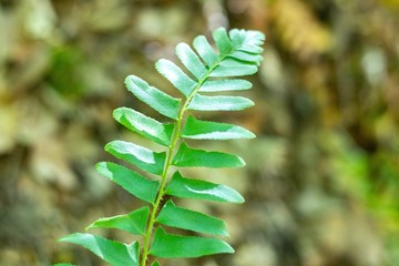 Fern