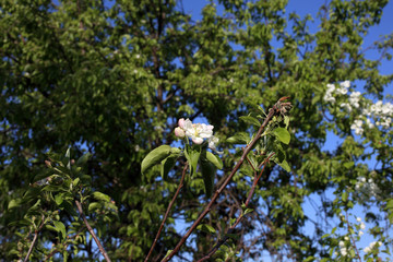 Canvas Print - Apple blossom