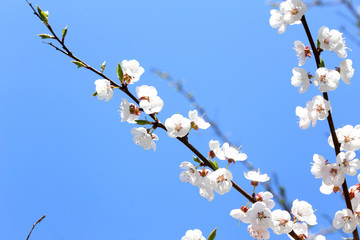 Poster - Plum blossom