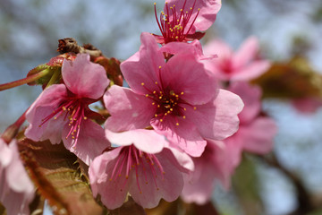 Canvas Print - Apricot blossom