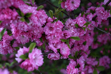 Poster - Cherry blossom