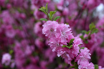 Poster - Cherry blossom