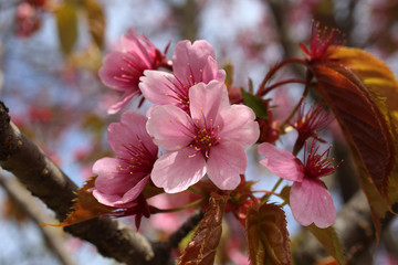 Canvas Print - Apricot blossom