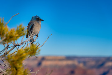 bird on a branch in Grand Canyon 