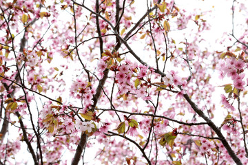 Wall Mural - Apricot blossom