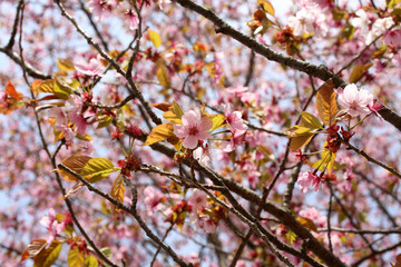 Canvas Print - Apricot blossom