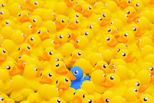 Unique Blue Toy Duck Among Many Yellow Ones. Standing Out From Crowd, Individuality And Difference Concept