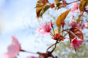 Canvas Print - Apricot blossom