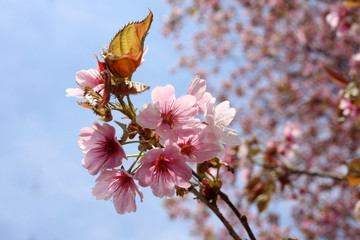 Canvas Print - Apricot blossom