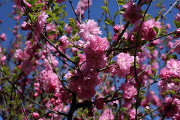 Wall Mural - Cherry blossom