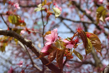 Canvas Print - Apricot blossom. Sakura