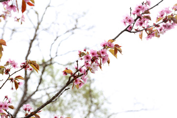 Canvas Print - Apricot blossom