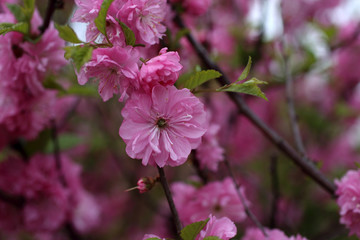 Canvas Print - Cherry blossom