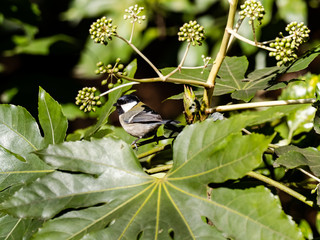 Wall Mural - Japanese tit on a broad leafed shrub