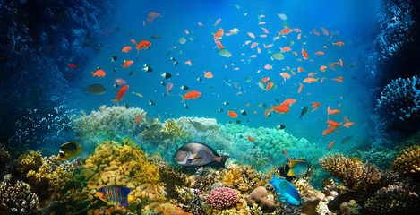 Poster - Underwater world. Coral fishes of Red sea. Egypt