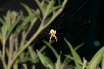A large brown orb weaver spider on its web