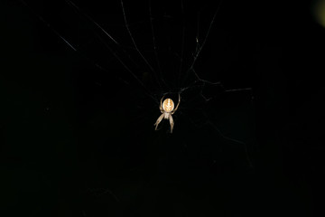 A large brown orb weaver spider on its web
